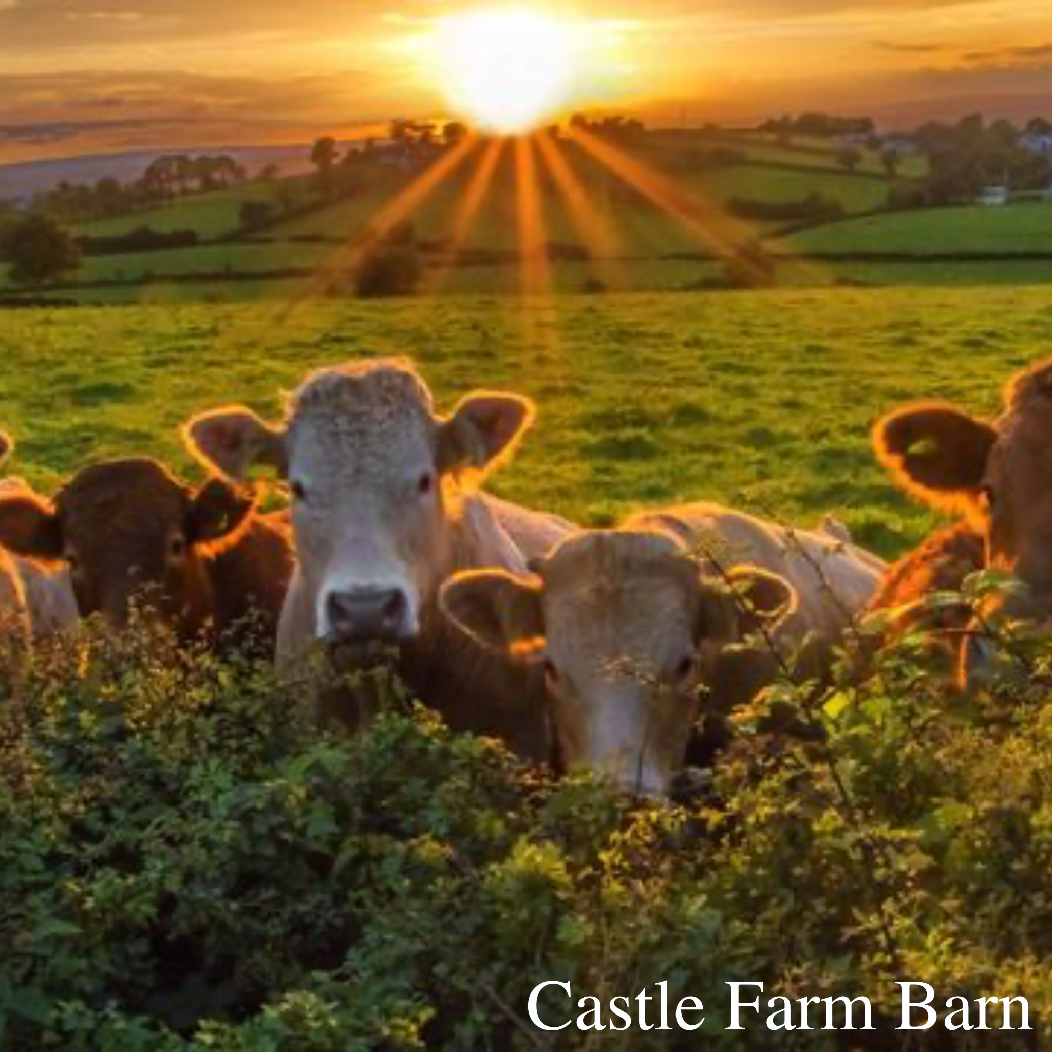 Castle Barn Farm & Castle Barn Farm Holidays